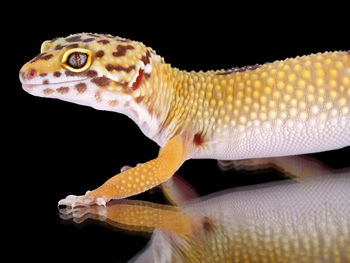 Close-up of snake against black background