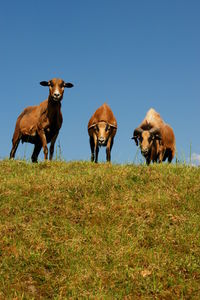 Portrait of goats standing on field against clear sky