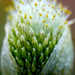 Close-up of succulent plant