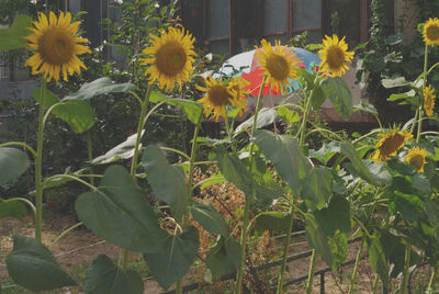 Close-up of yellow flowers