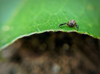 Close-up of ant on leaf
