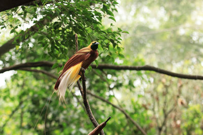 Low angle view of bird perching on branch