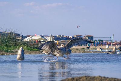 Seagulls flying over lake against sky