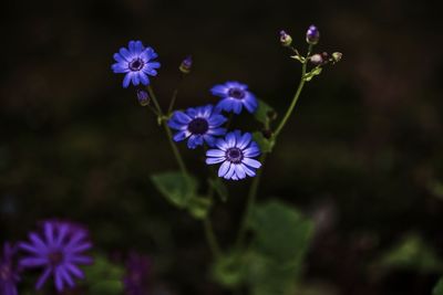 Close-up of purple flowering plant