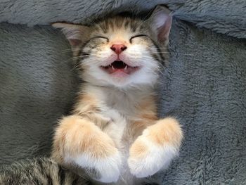 Close-up of cat lying on bed