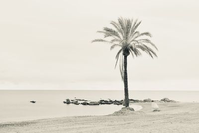 Palm tree on beach against clear sky