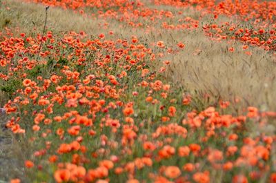 Close-up of red flowering plants on field