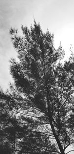 Low angle view of tree against sky