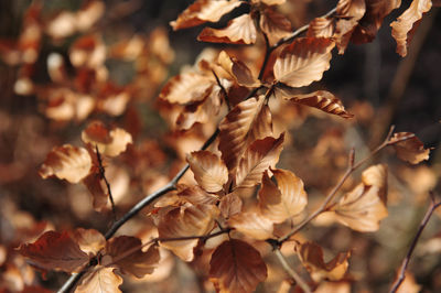 Close-up of dry leaves on plant
