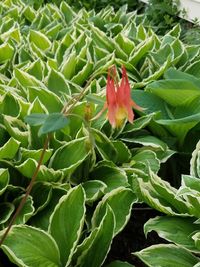 Close-up of red flower