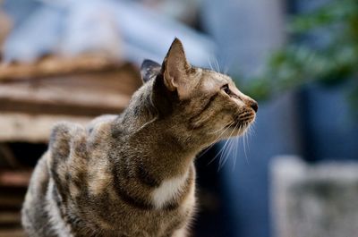 Close-up of a cat looking away