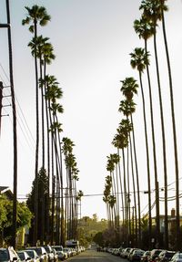 Low angle view of palm trees against sky