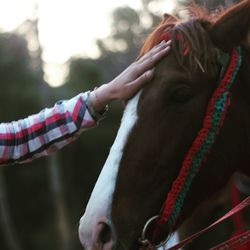 Close-up of hand feeding horse