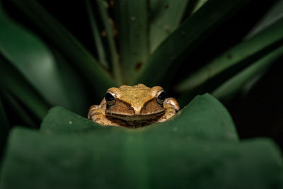 Close-up portrait of frog on leaf