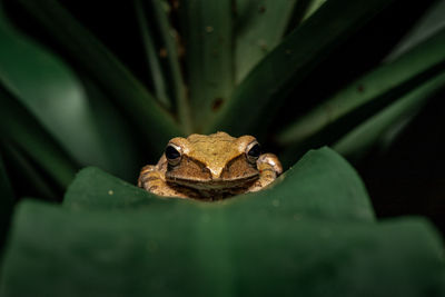 Close-up of frog on leaf