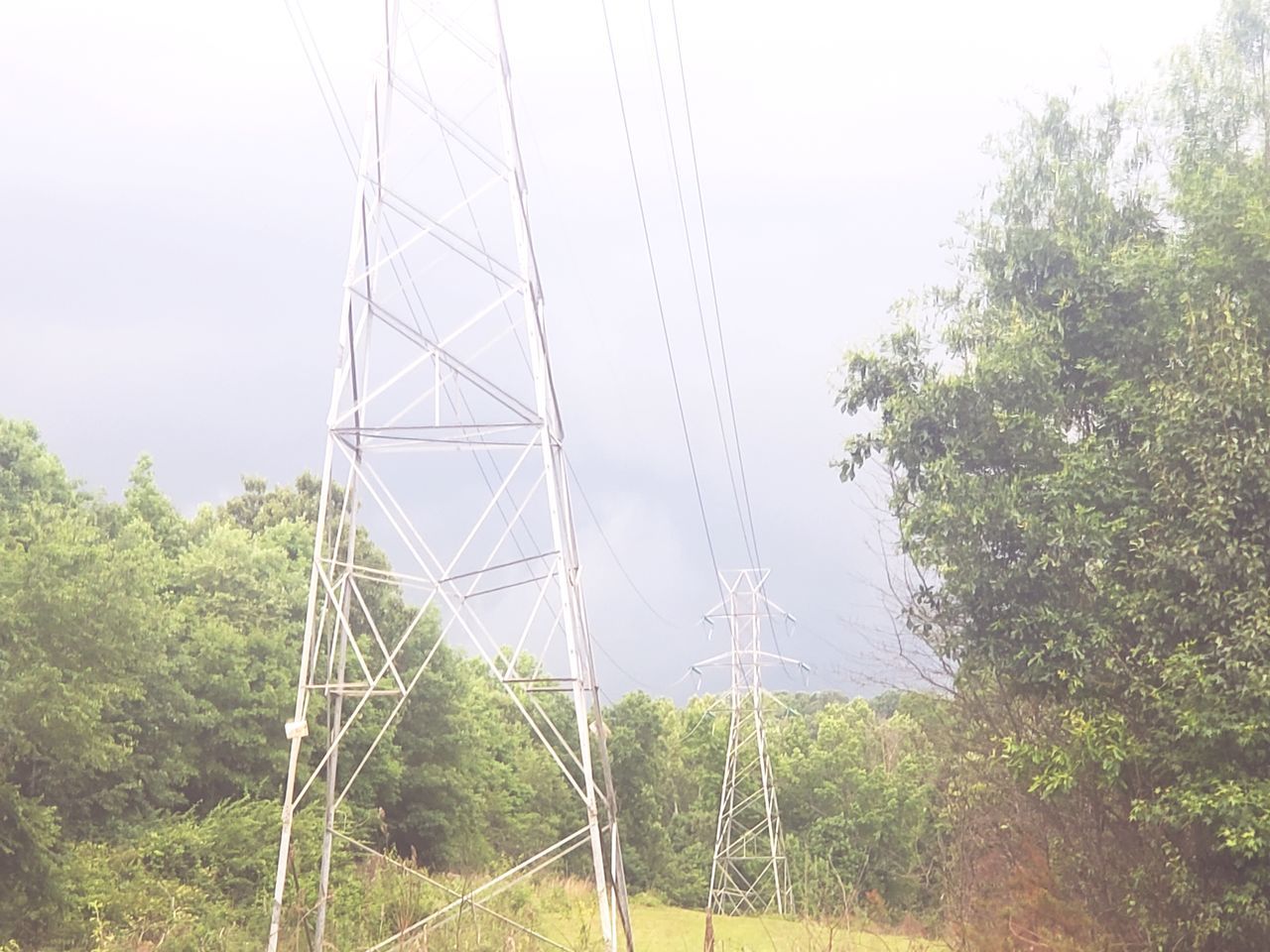 plant, tree, overhead power line, nature, transmission tower, electricity, no people, electricity pylon, sky, cable, technology, power supply, environment, day, power generation, mast, outdoors, built structure, land, growth, architecture, outdoor structure, landscape, beauty in nature, green, tower, power line, forest