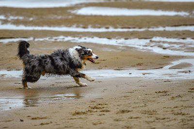 Dog running on beach