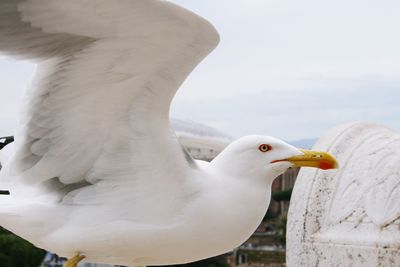 Close-up of seagull against sea