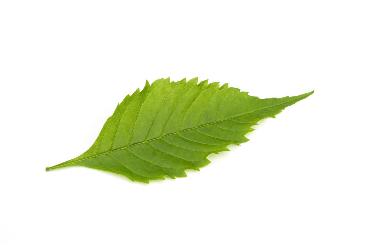 CLOSE-UP OF LEAF ON WHITE BACKGROUND