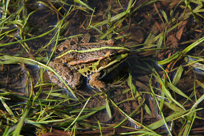 Close-up of frog on grass