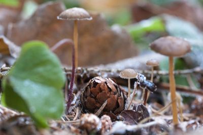 Close-up of fly agaric mushroom