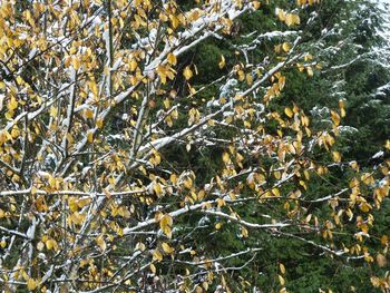 Close-up of autumn leaves on tree