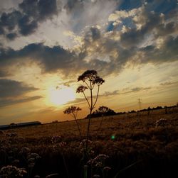 Scenic view of field against sky during sunset