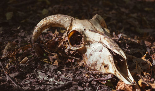 Close-up of animal skull on field