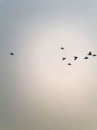 Low angle view of birds flying in sky