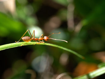 Close-up of insect on leaf