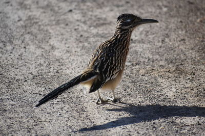 Close-up of bird perching on a land
