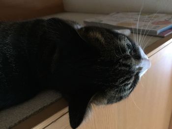 Close-up of cat relaxing