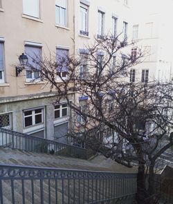 Low angle view of tree and house against sky