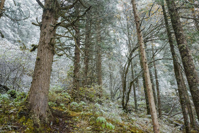 Low angle view of trees in forest