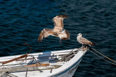 Seagulls perching on a boat in sea