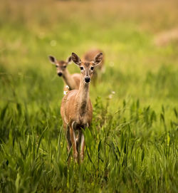 Deer standing on grass