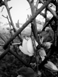 Close-up of fresh white flowering plant