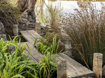 Plants growing on footpath by lake