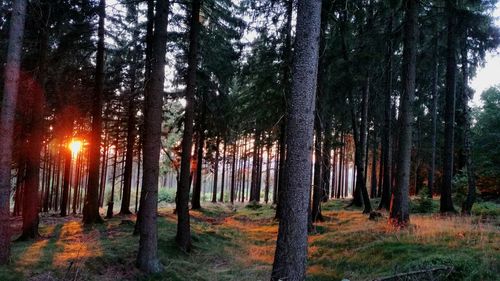 Sun shining through trees in forest