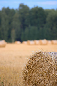 Hay bales on field