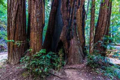 Trees in forest