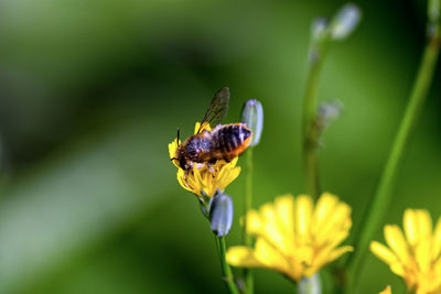 Close-up of insect pollinating on purple flower