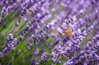 Close-up of insect on purple flowering plant