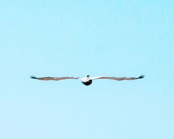 Low angle view of bird flying against clear blue sky