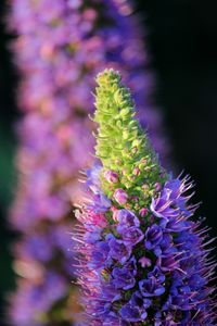 Close-up of purple flowering plant