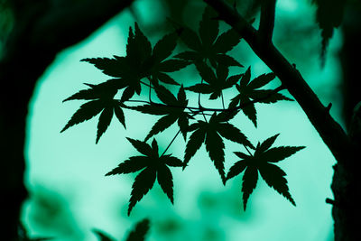 Close-up of leaves on tree