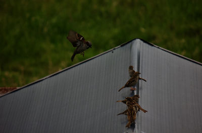 Close-up of a bird flying against blurred background