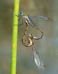 Close-up of damselfly on leaf