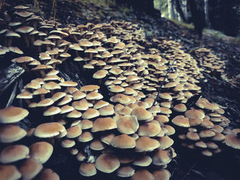 Close-up of mushrooms on log in forest