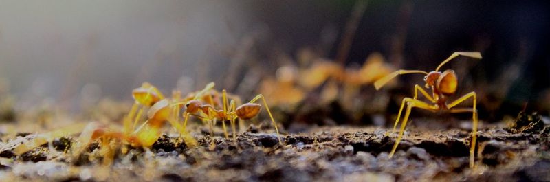 Close-up of ants